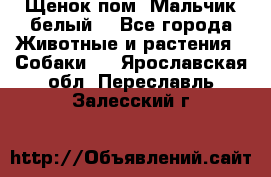 Щенок пом. Мальчик белый  - Все города Животные и растения » Собаки   . Ярославская обл.,Переславль-Залесский г.